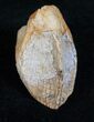 Partially Rooted Ceratopsian Tooth - Two Medicine Formation #13715-2
